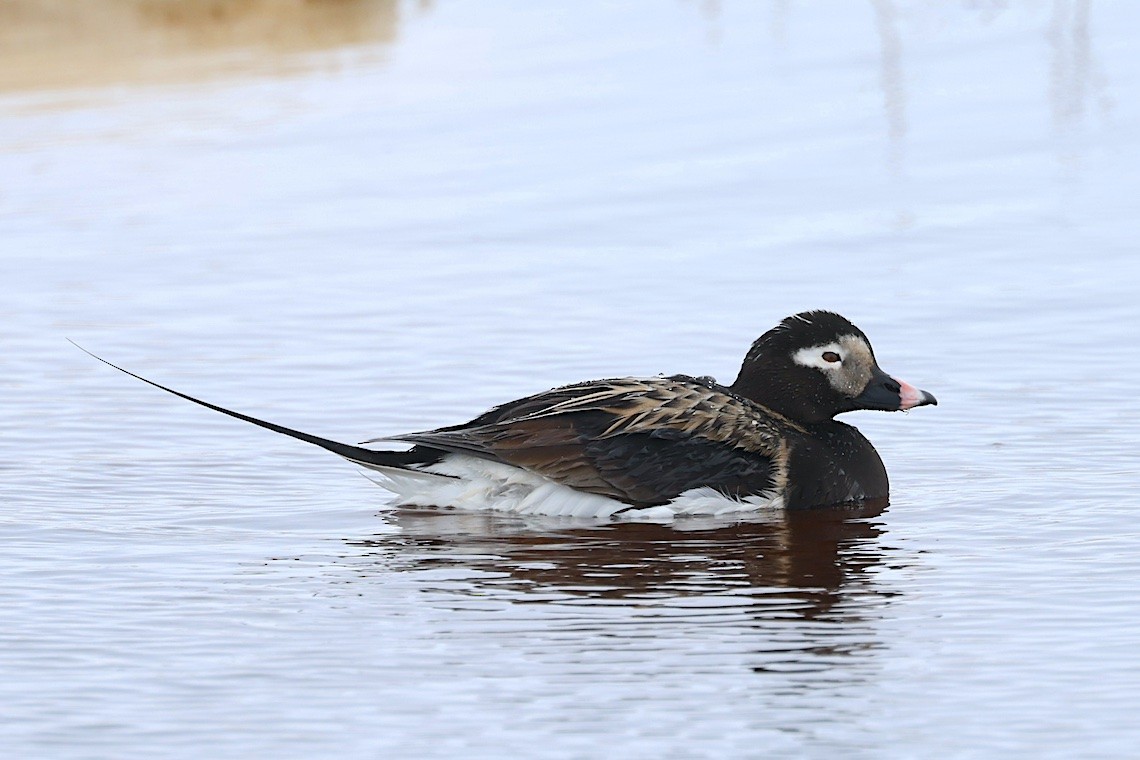 長尾鴨 - ML647215399