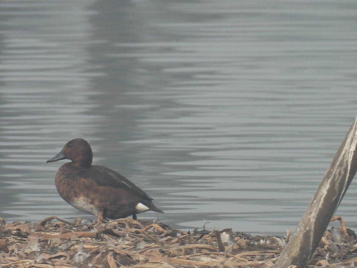 Moretta tabaccata - ML647215407