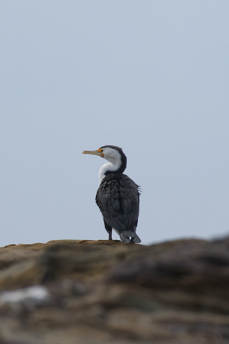 Pied Cormorant - ML647215410