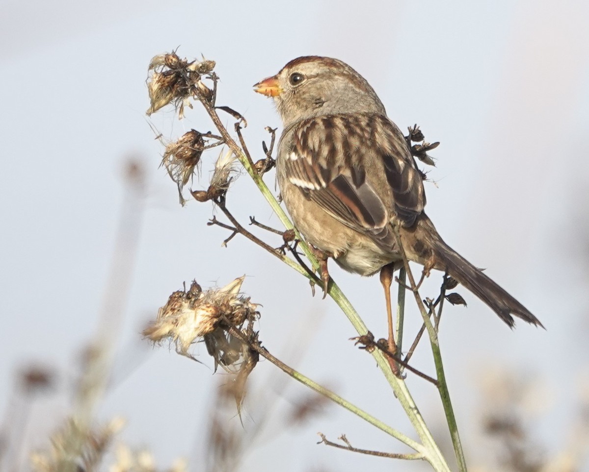 White-crowned Sparrow - ML647215415