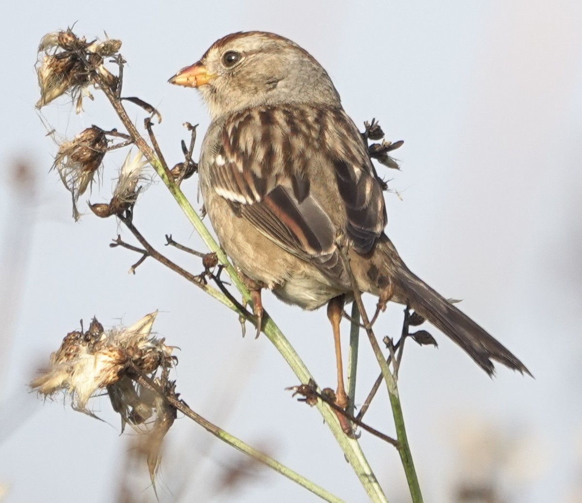 White-crowned Sparrow - ML647215416