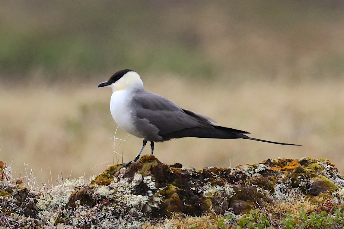 長尾賊鷗 - ML647215418