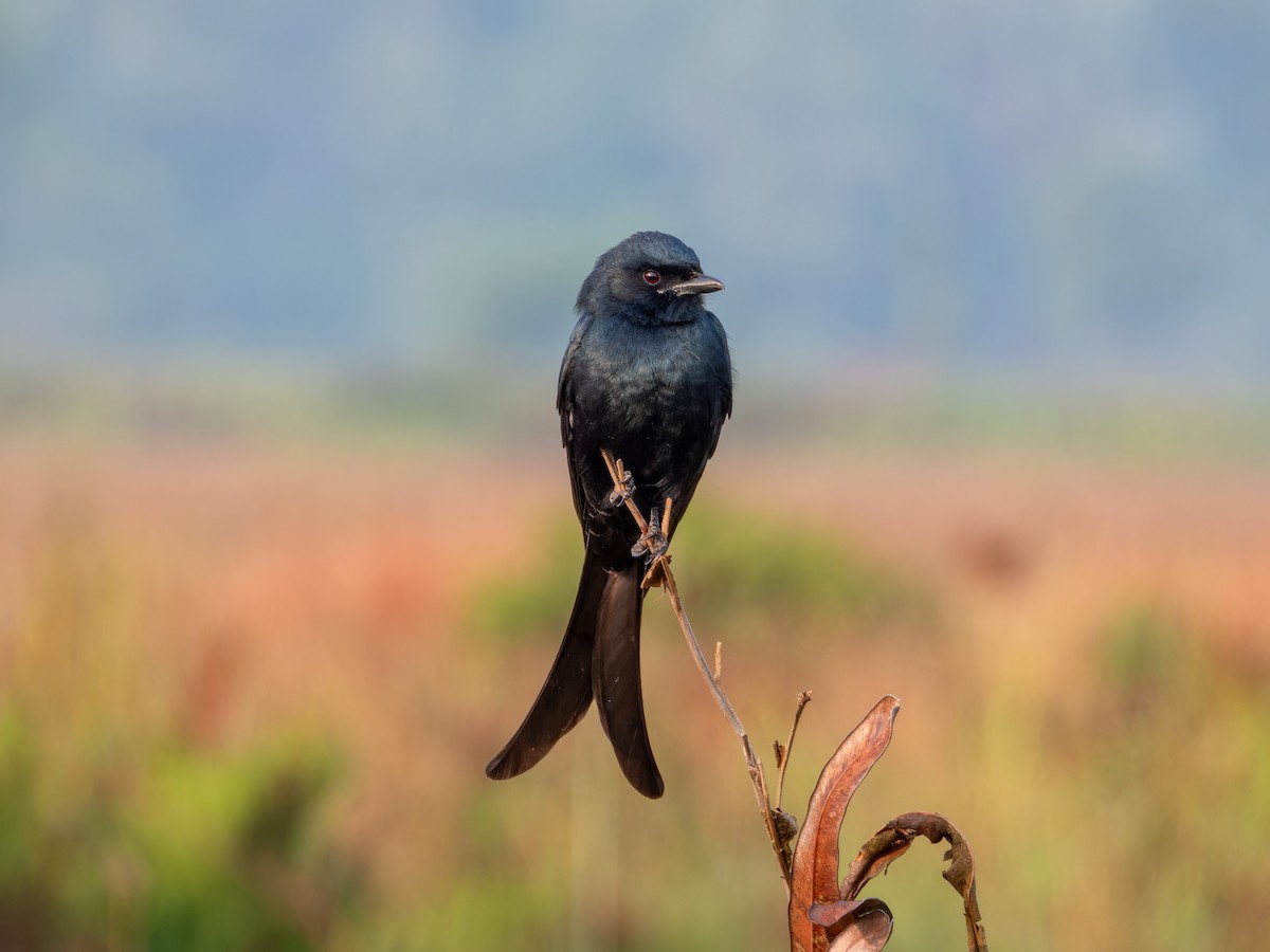 Black Drongo - ML647215419