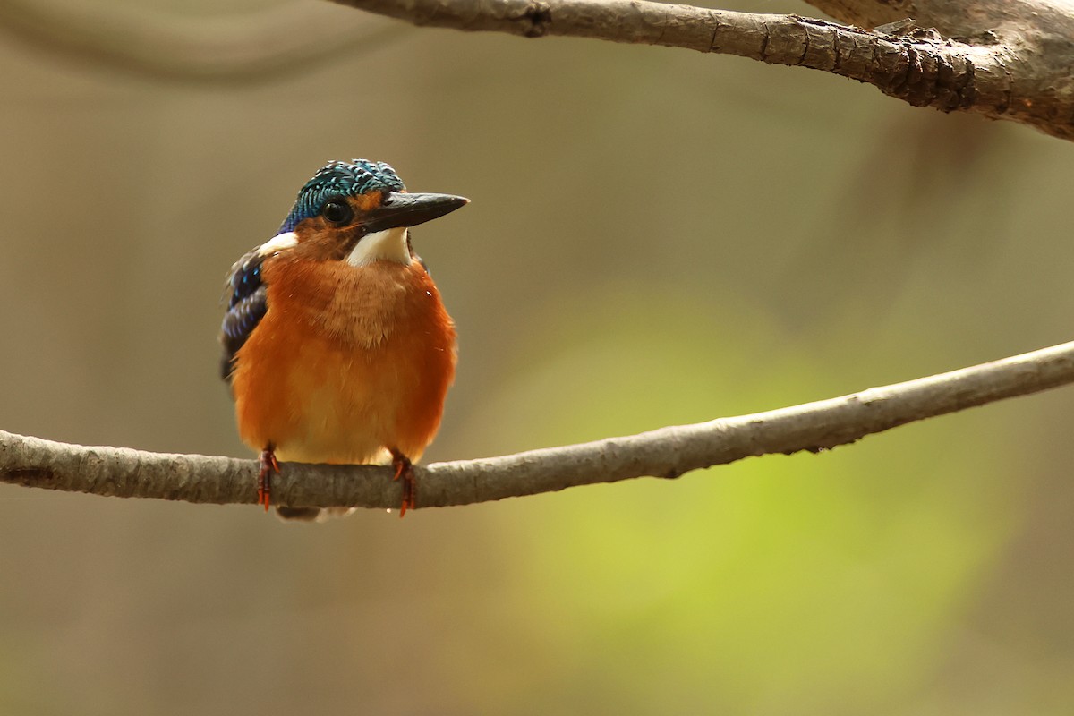 Malachite Kingfisher - ML647215425