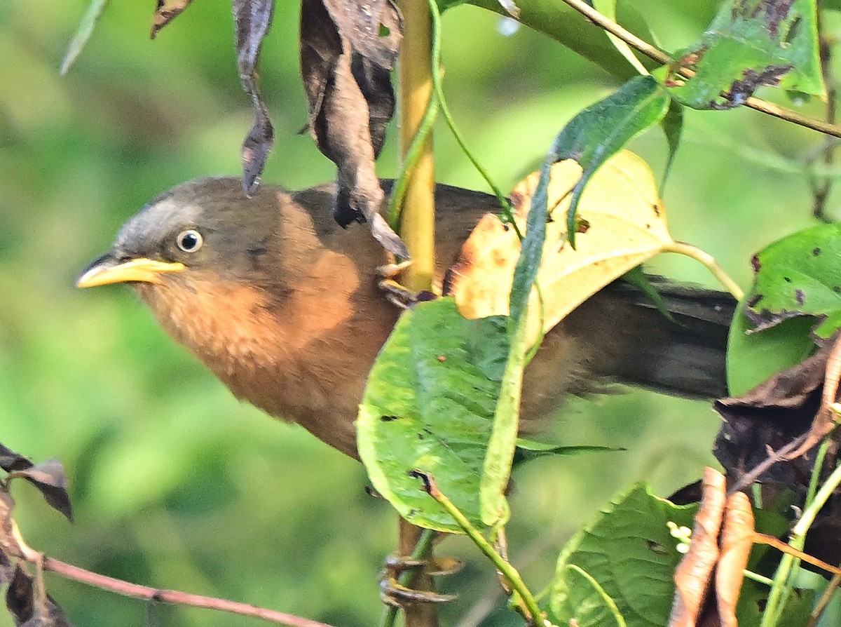 Rufous Babbler - ML647215427