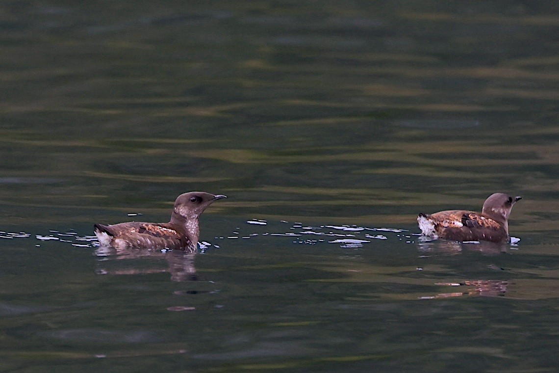 Marbled Murrelet - ML647215433