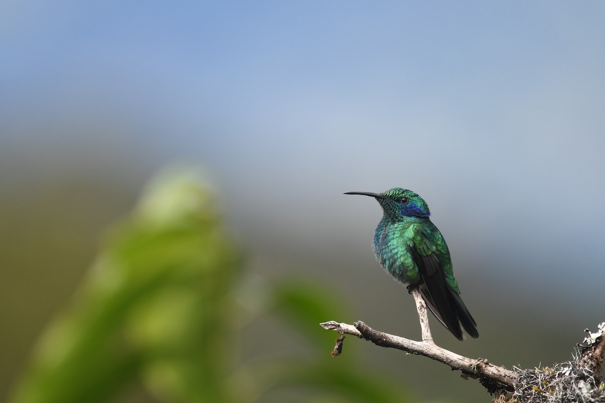 Lesser Violetear - ML647215437