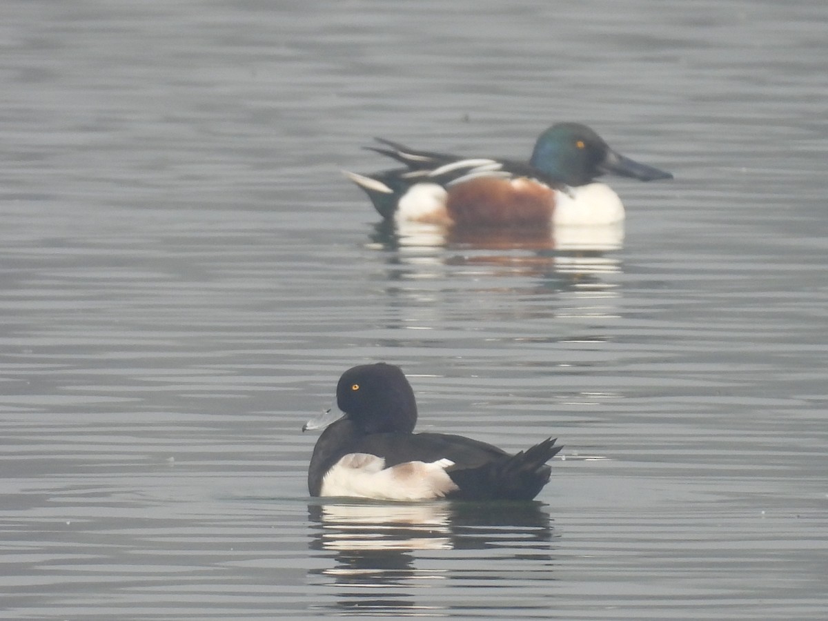 Moretta - ML647215441