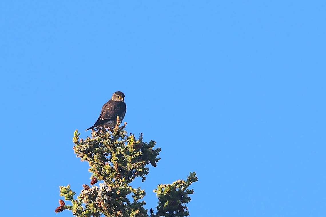 灰背隼 - ML647215450