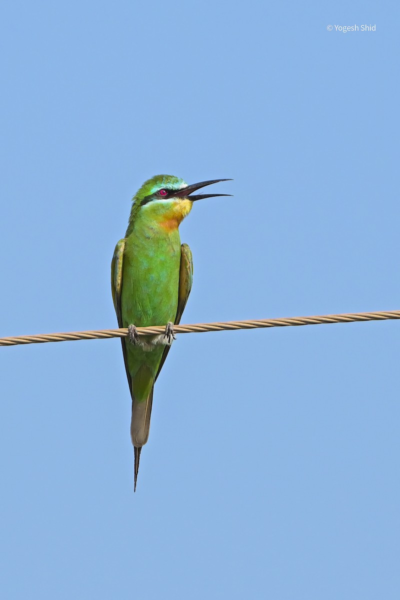 Blue-cheeked Bee-eater - ML647215451
