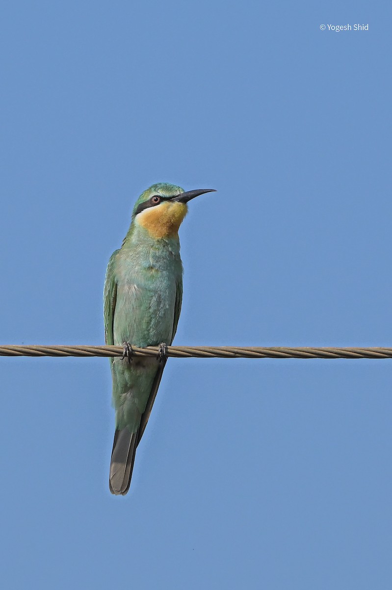Blue-cheeked Bee-eater - ML647215452