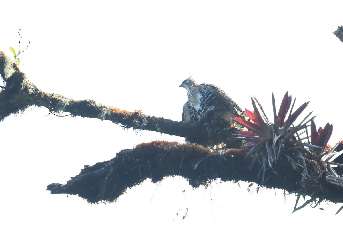 orel zdobený - ML647215453