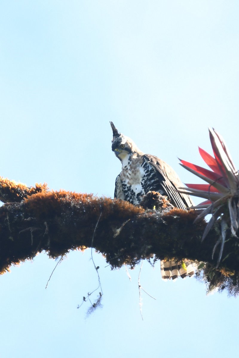 orel zdobený - ML647215454