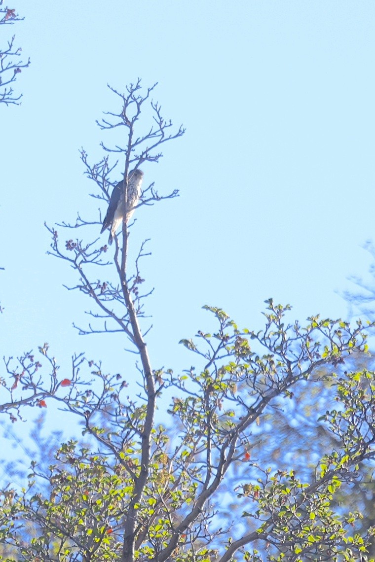 灰背隼 - ML647215458