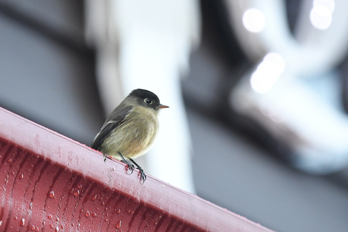 Black-capped Flycatcher - ML647215467