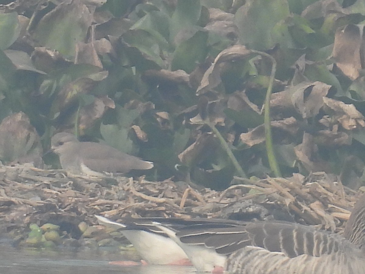 Pavoncella codabianca - ML647215471