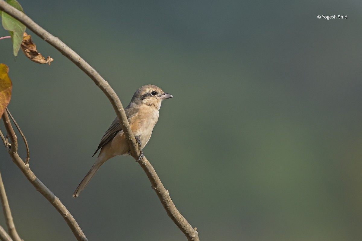 Isabellwürger - ML647215475