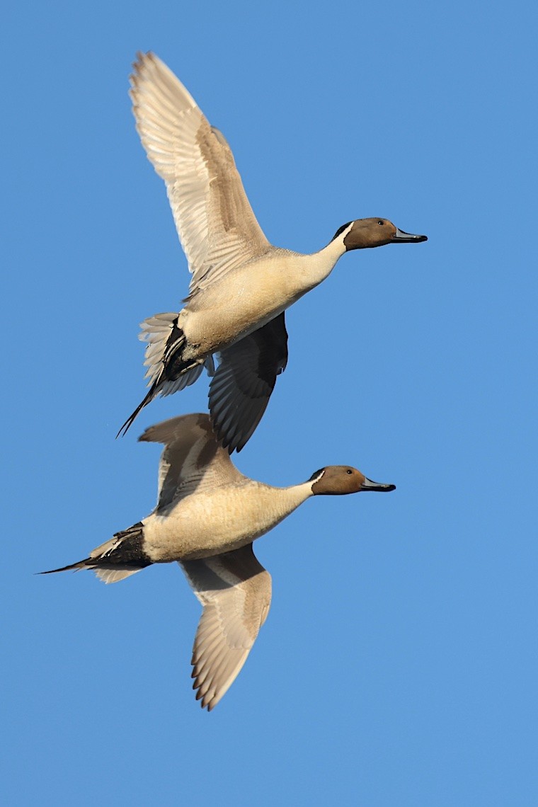 尖尾鴨 - ML647215476