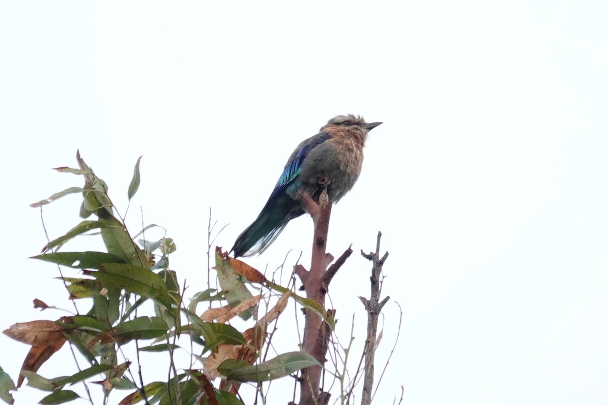 Lilac-breasted Roller - ML647215479