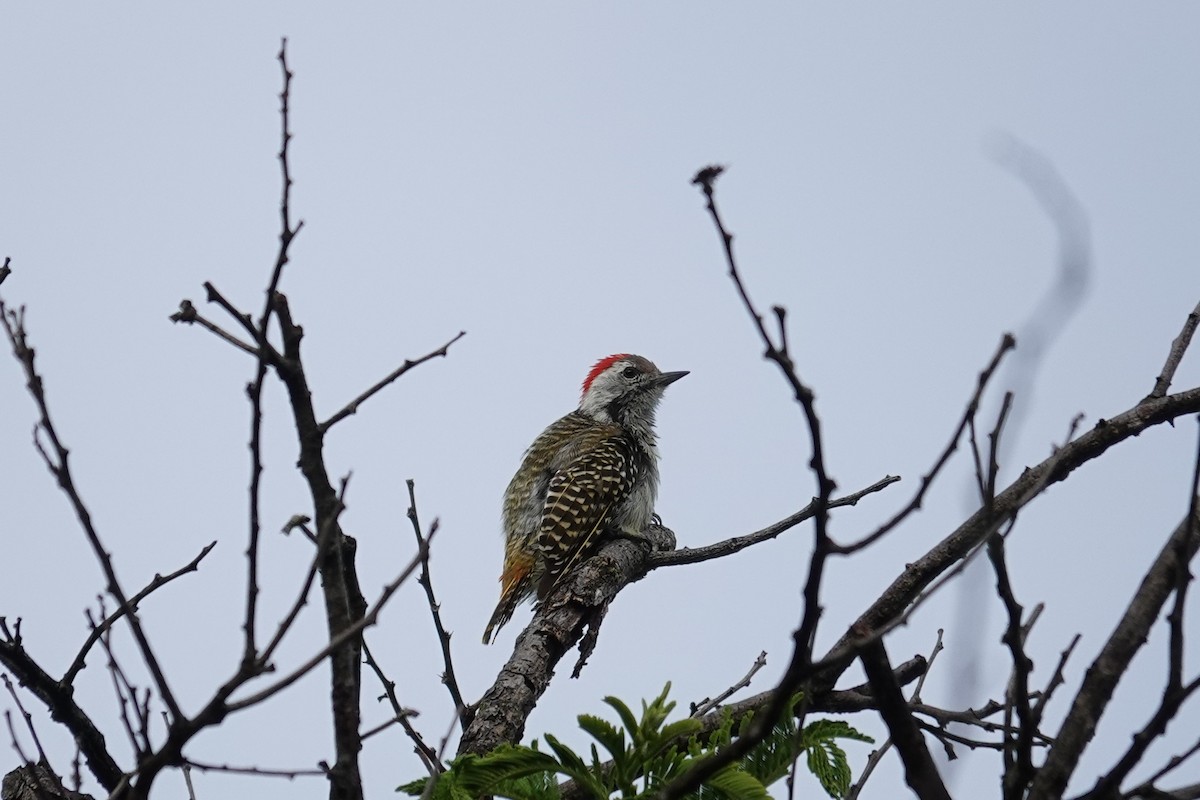 Cardinal Woodpecker - ML647215487