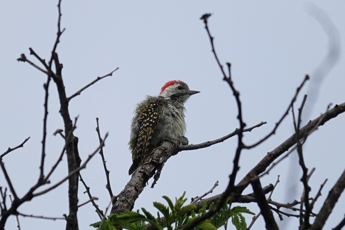 Cardinal Woodpecker - ML647215488