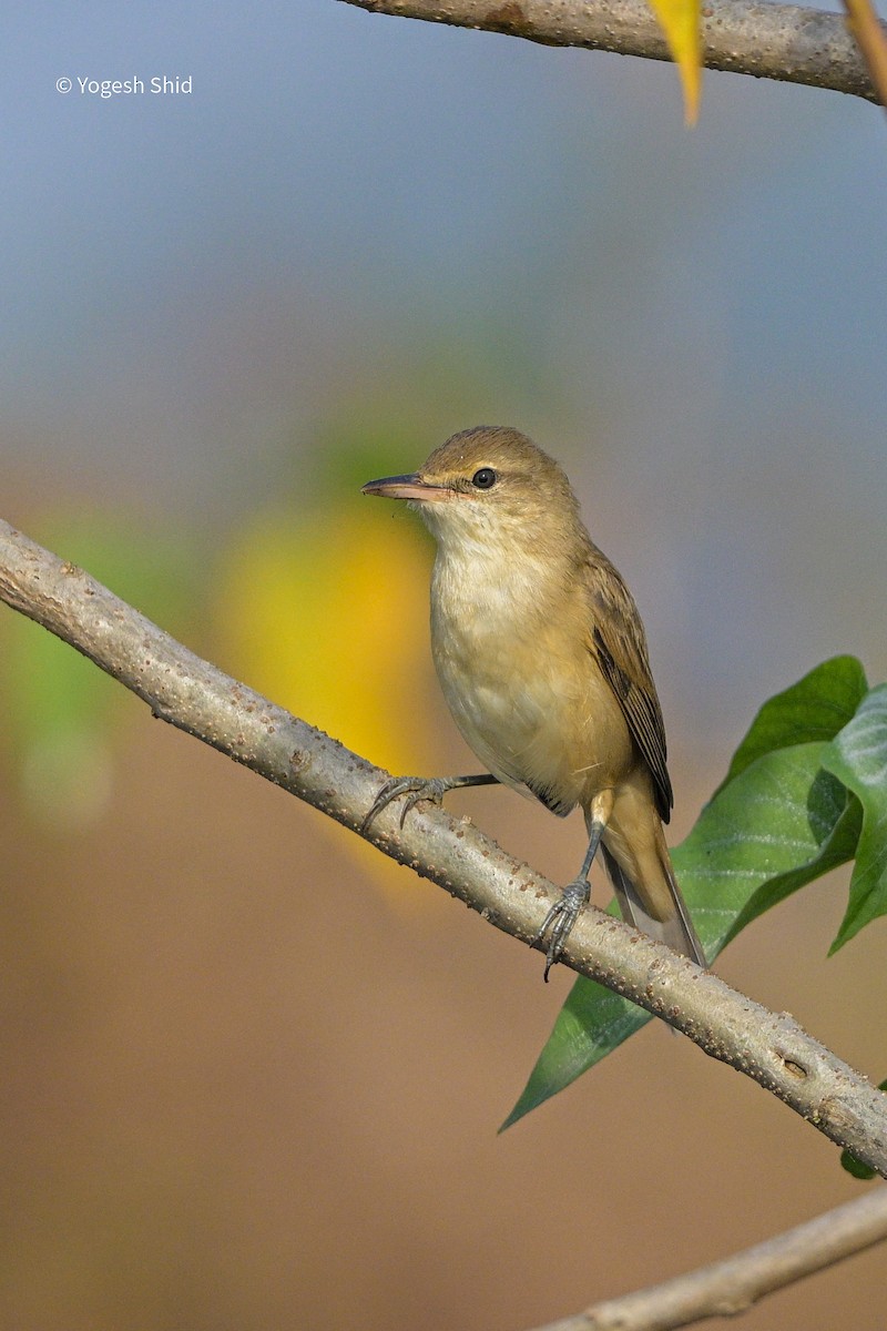 Clamorous Reed Warbler - ML647215494