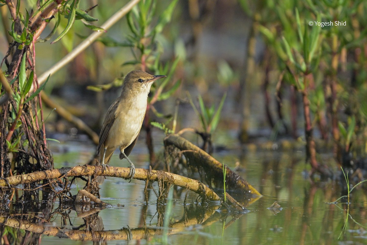 Clamorous Reed Warbler - ML647215496