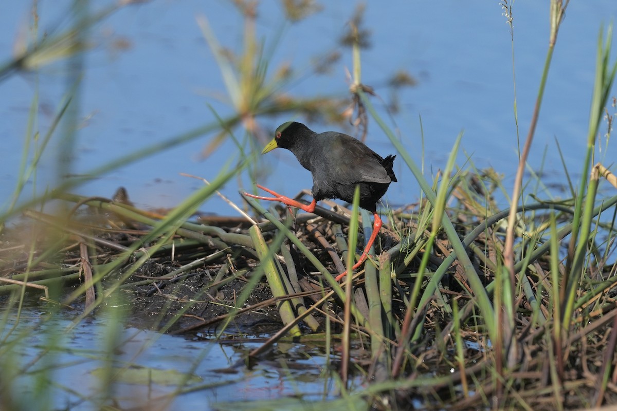 Black Crake - ML647215498
