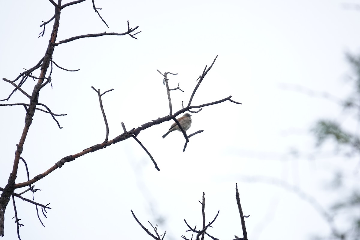 Northern Gray-headed Sparrow - ML647215505