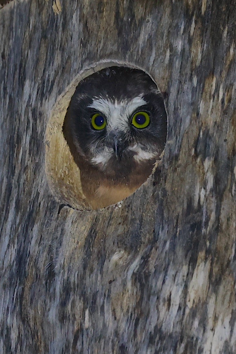 Northern Saw-whet Owl - ML647215507