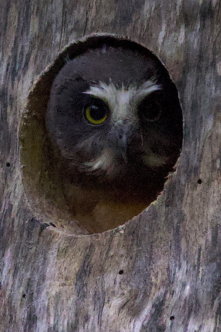 Northern Saw-whet Owl - ML647215508