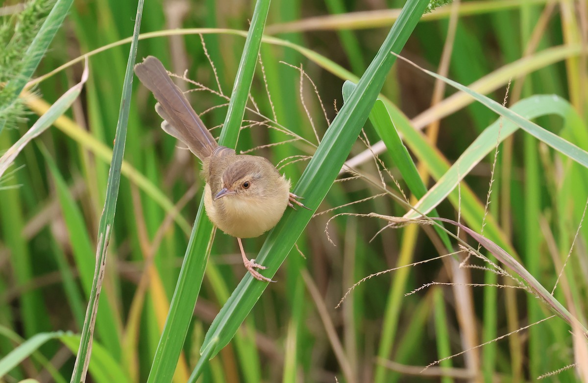 Prinia Sencilla - ML647215521