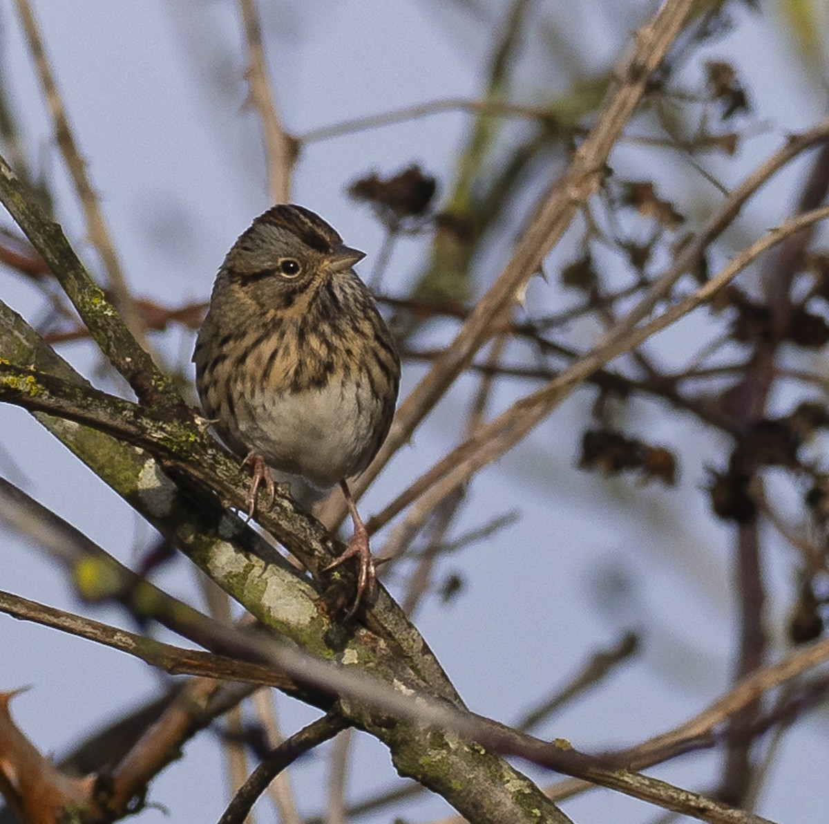 Пасовка вохриста - ML647215523