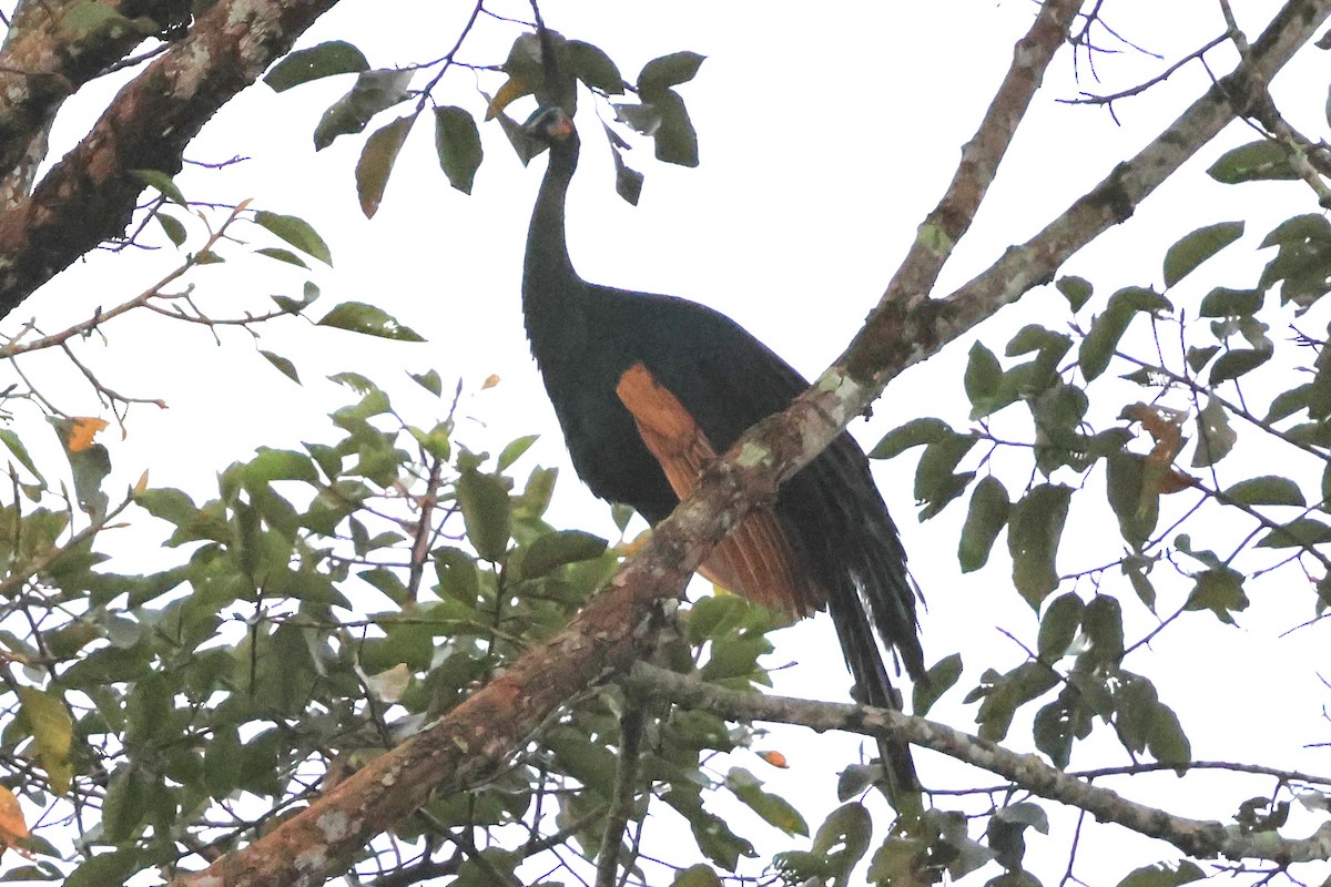 Павич синьокрилий - ML647215530