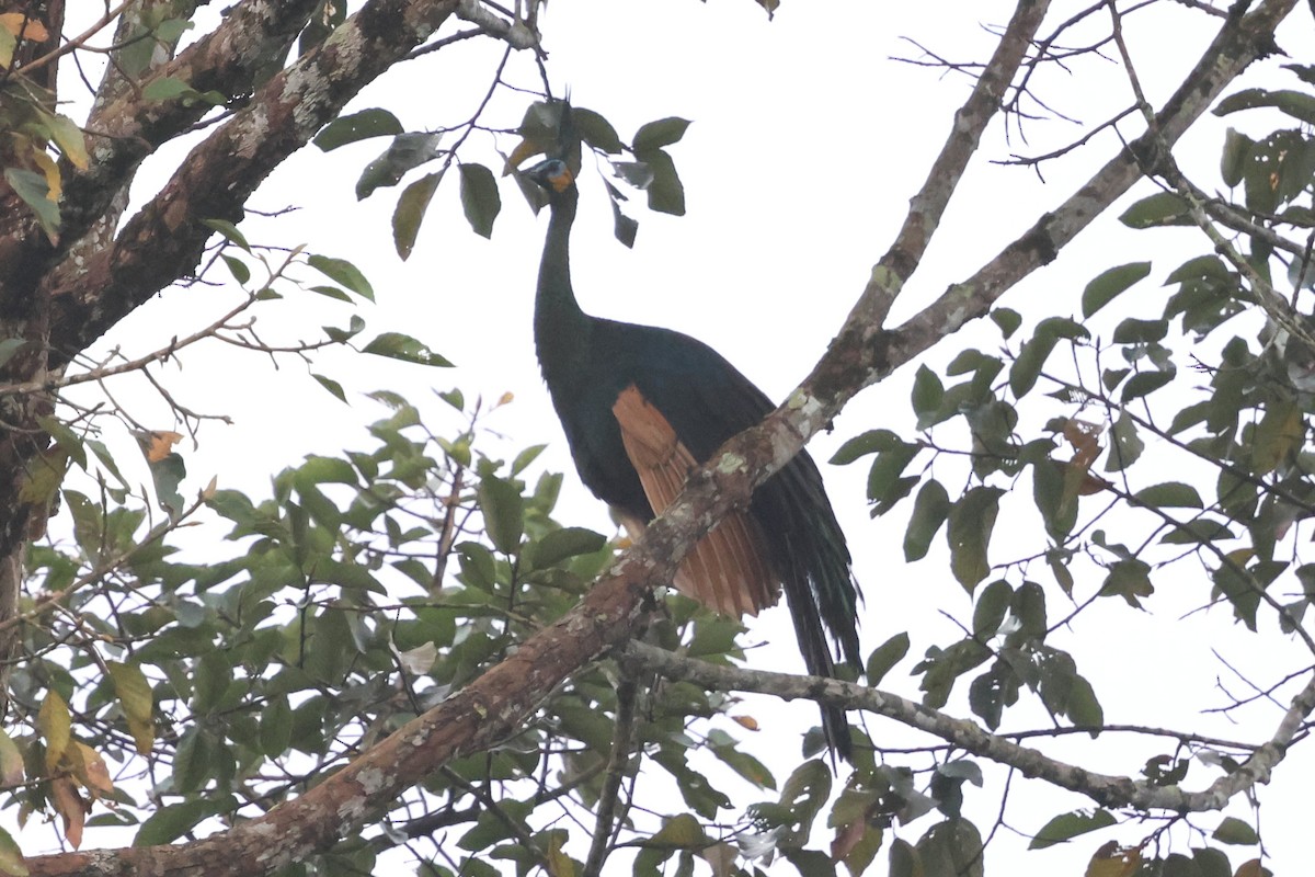 Павич синьокрилий - ML647215531