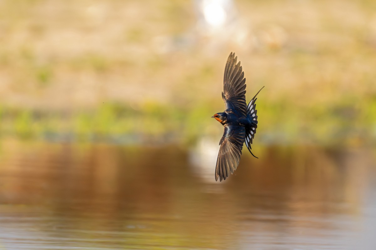 låvesvale - ML647215536