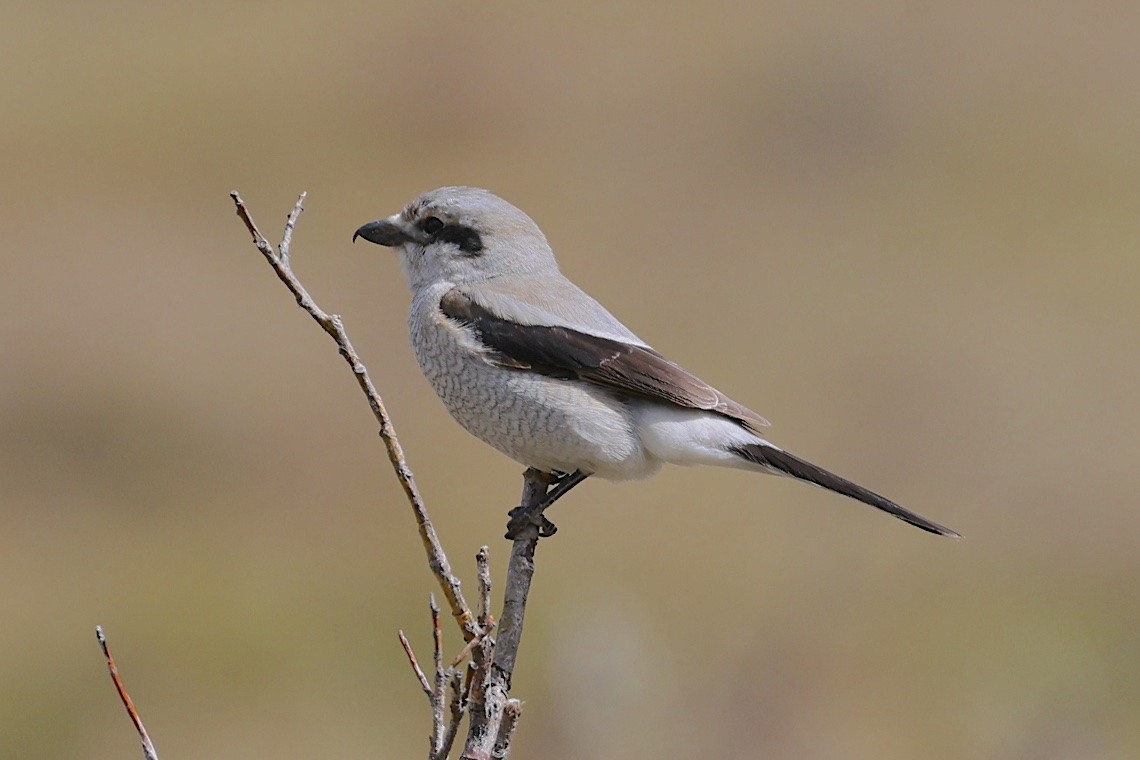Northern Shrike - ML647215538