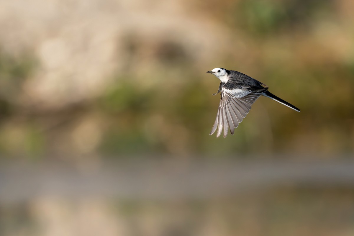 Bergeronnette grise - ML647215543