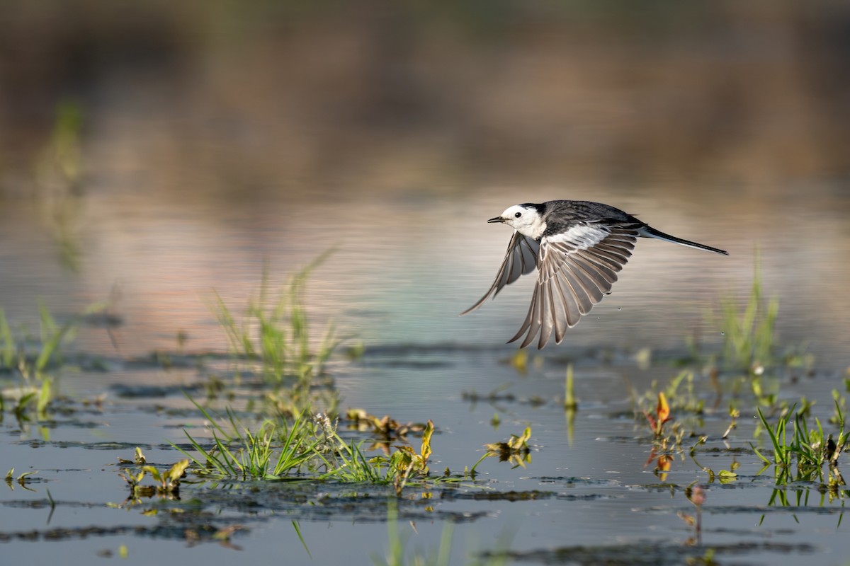 Bergeronnette grise - ML647215545