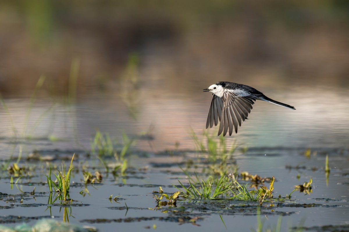 Bergeronnette grise - ML647215546