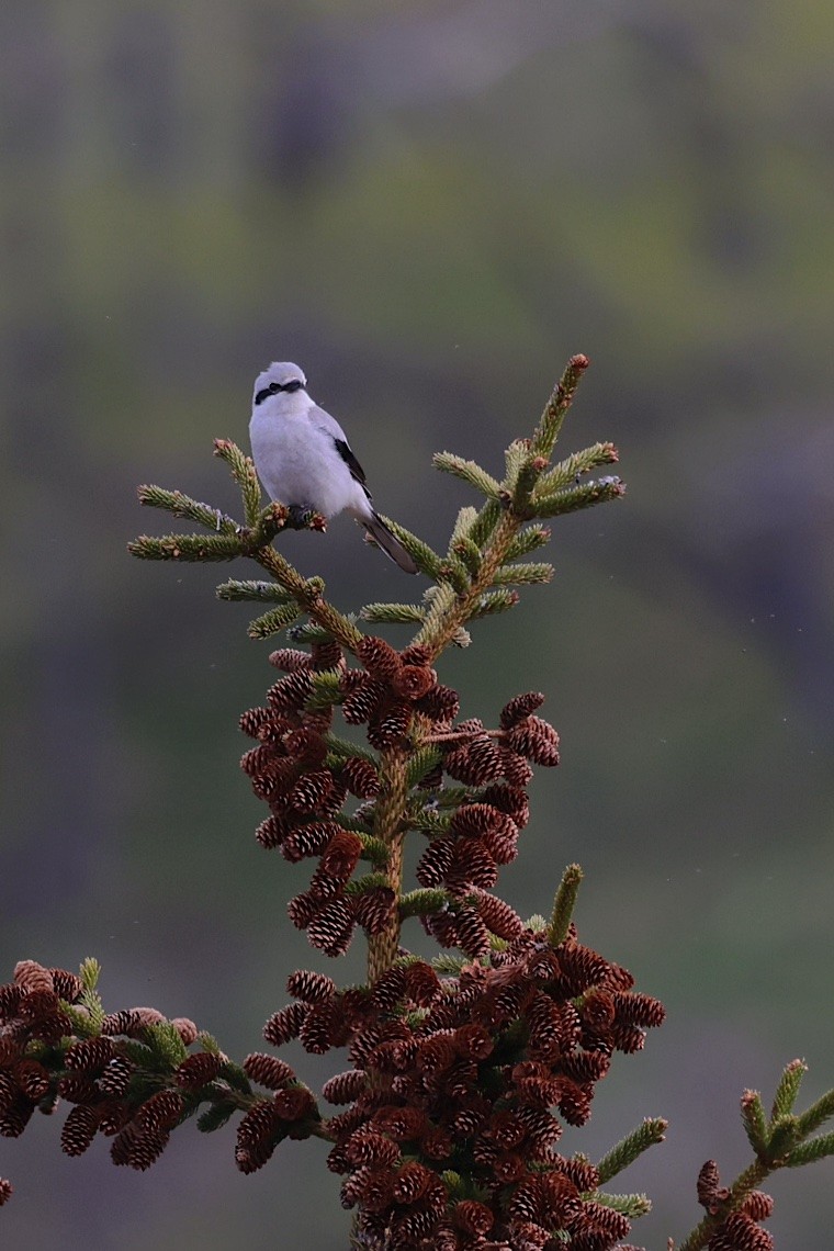 Northern Shrike (American) - ML647215554
