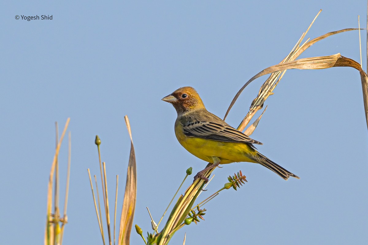 Escribano Carirrojo - ML647215555