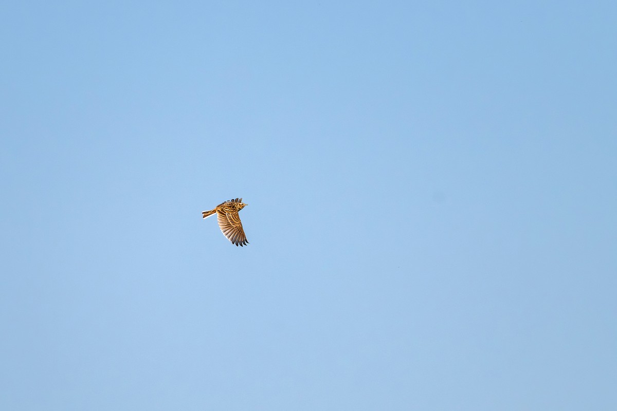 Alouette gulgule - ML647215556