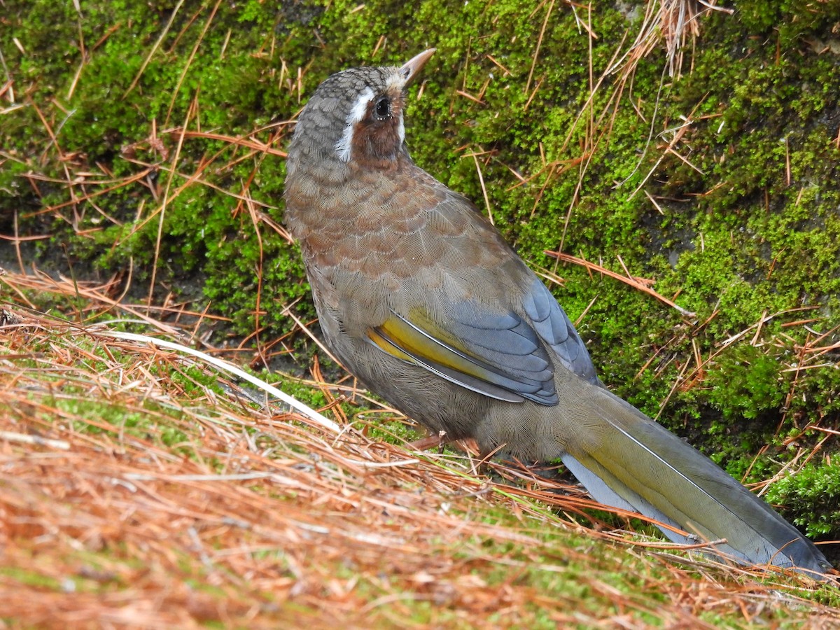 Charlatán de Morrison - ML647215557