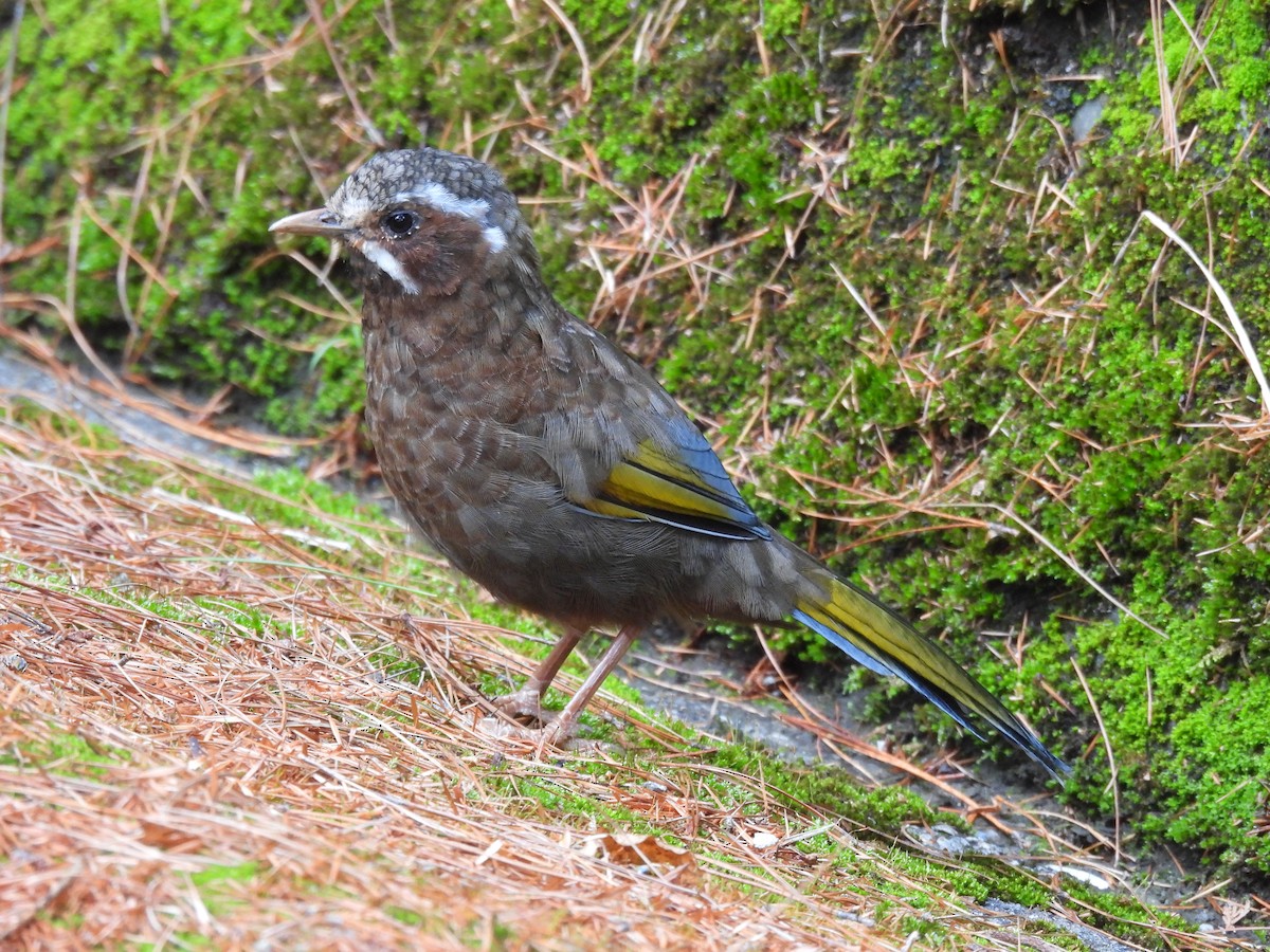 Charlatán de Morrison - ML647215558