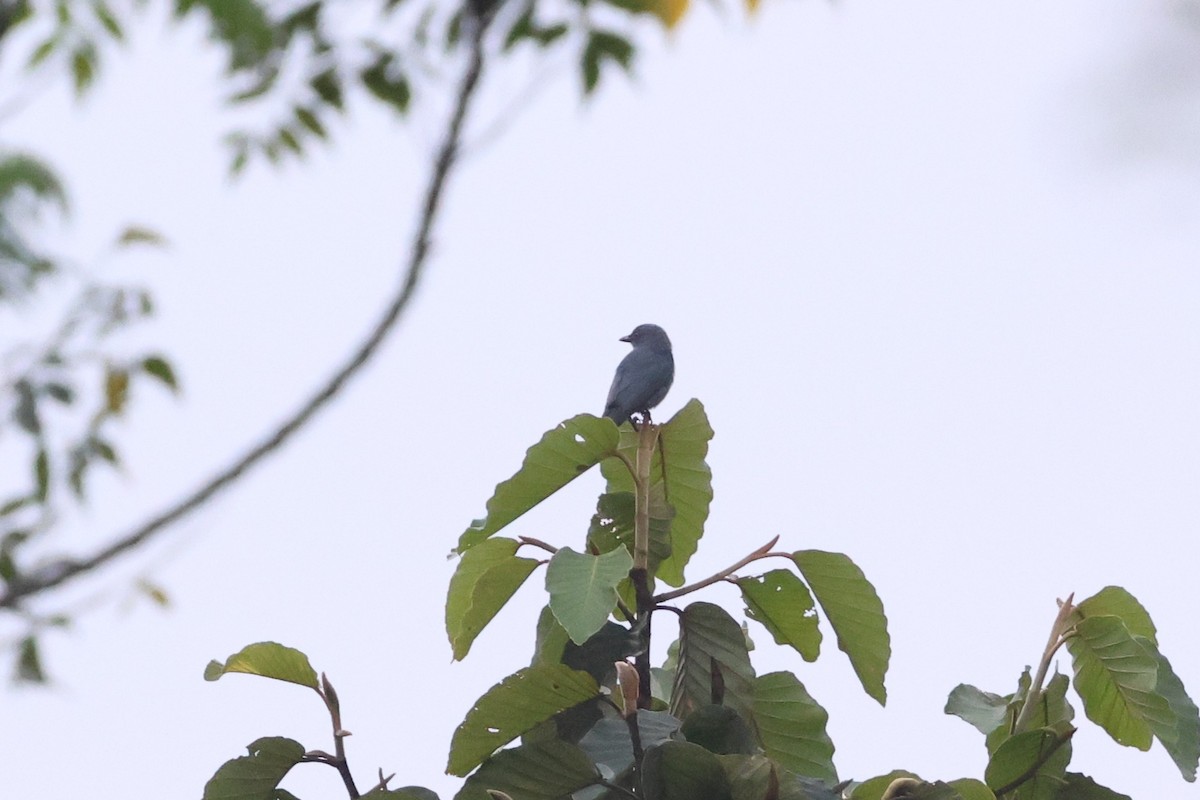 Drongo Cenizo - ML647215559
