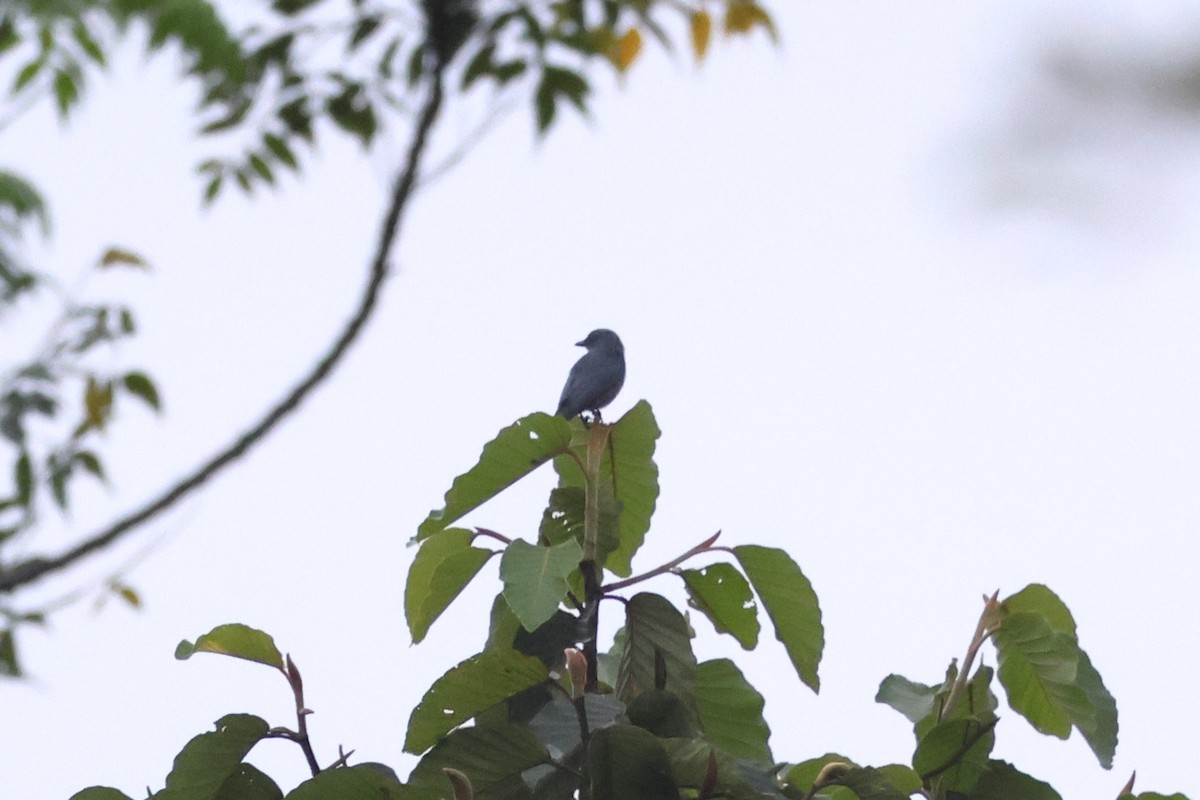 Drongo Cenizo - ML647215560