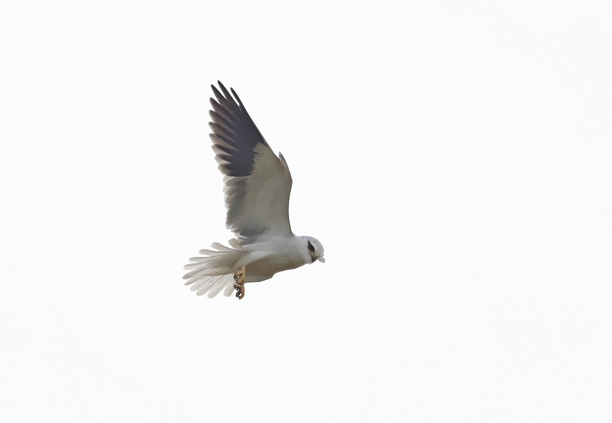 Elanio Común - ML647215571