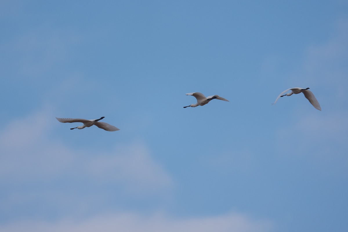 Espátula Común - ML647215572