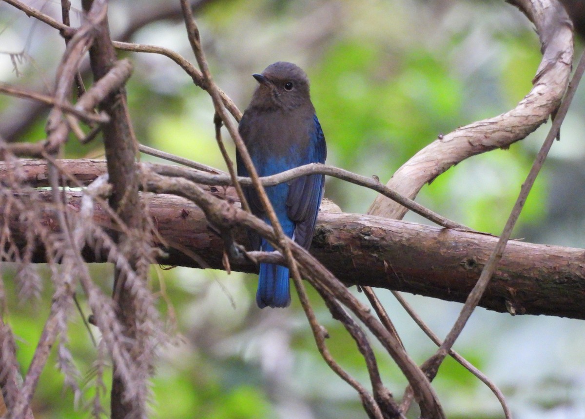 Papamoscas Azul - ML647215574